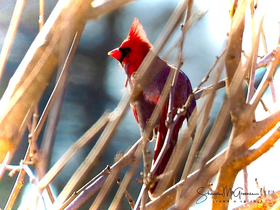 Cardinal on Watch Photograph by Shawn M Greener