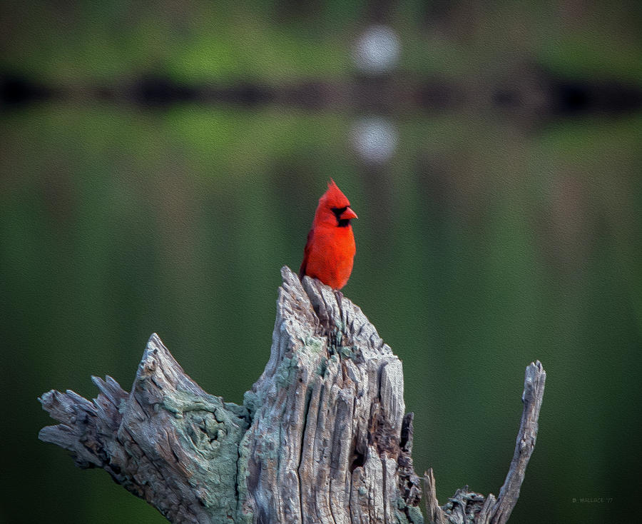 Cardinal - Paint FX Photograph by Brian Wallace