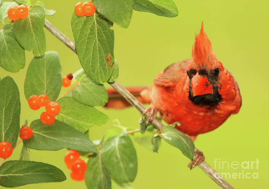 Cardinal Peeking Out From Berries Photograph by Max Allen