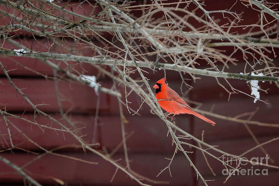 Cardinal Perch Photograph by Karen Jorstad