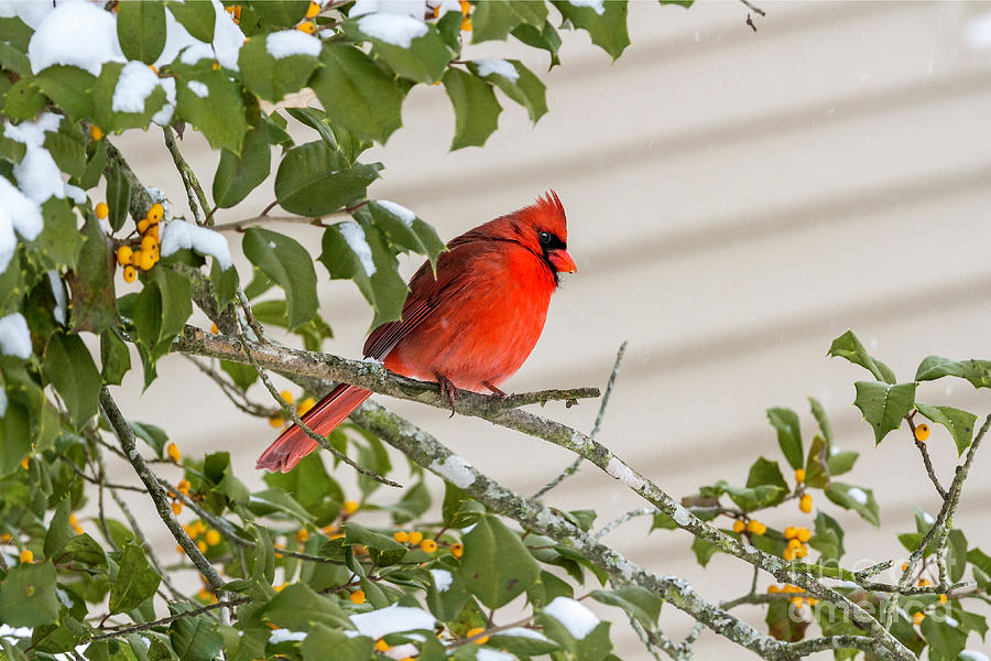 Cardinal Perched Among the Berries Photograph by Karen Jorstad