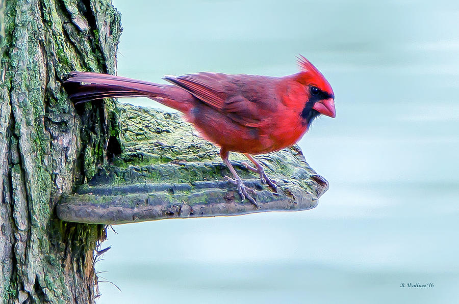 Cardinal Perched Photograph by Brian Wallace