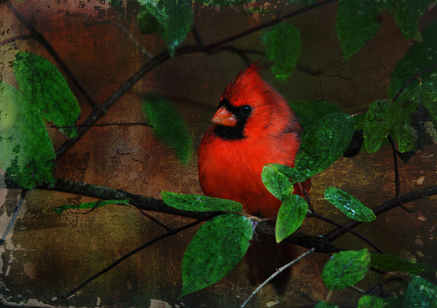 Cardinal Digital Art by Perry Van Munster