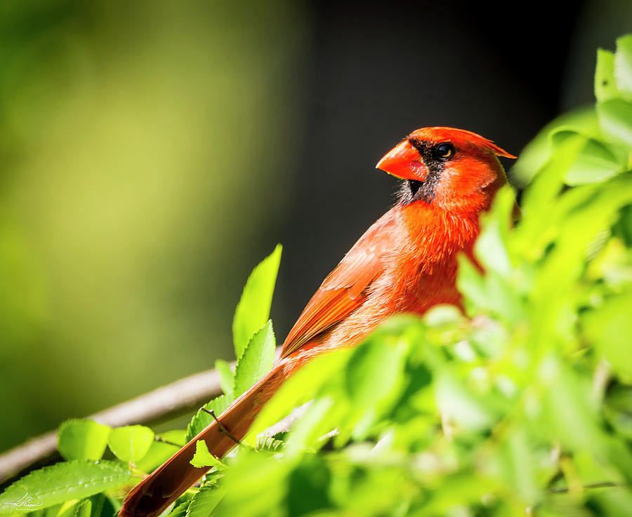 Bird Photograph - Cardinal by Phil And Karen Rispin