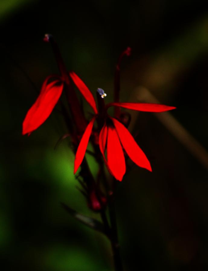 Cardinal  Plant Photograph by David Lane
