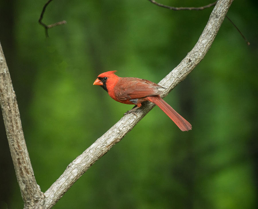 Cardinal Posed to Fly Photograph by Douglas Barnett