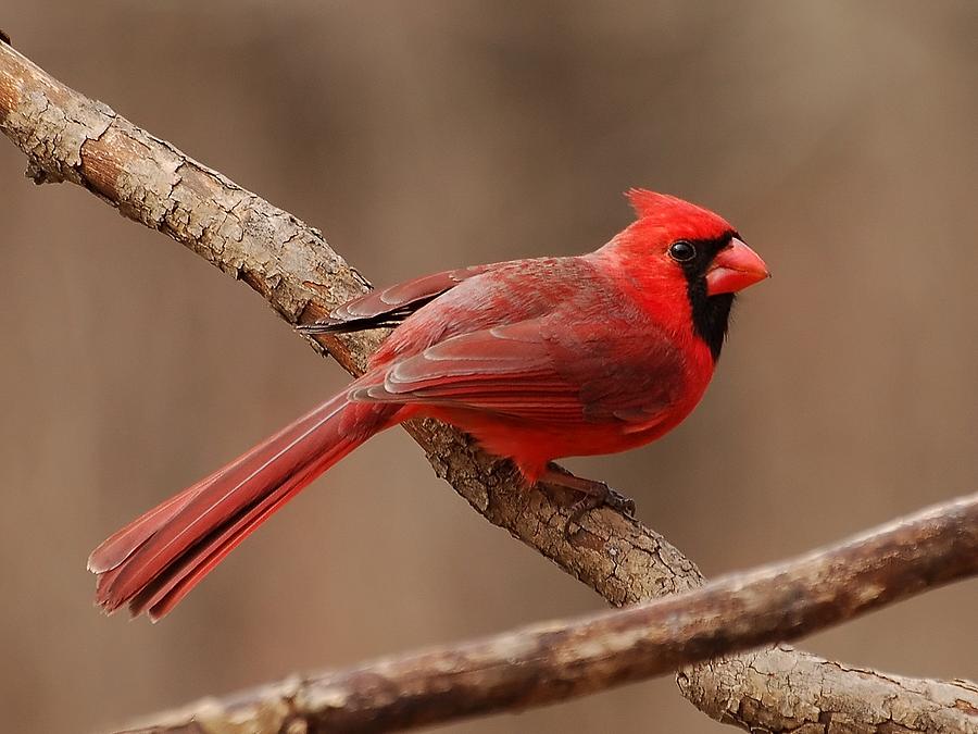 Cardinal Profile Photograph by Edward Loesch - Fine Art America