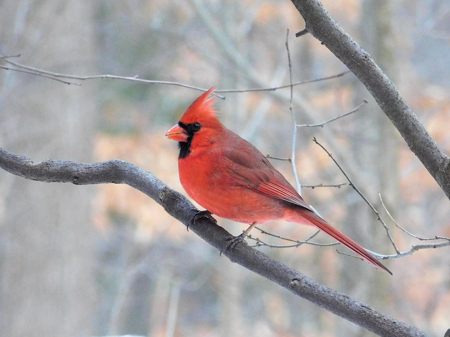 Cardinal Profile Photograph