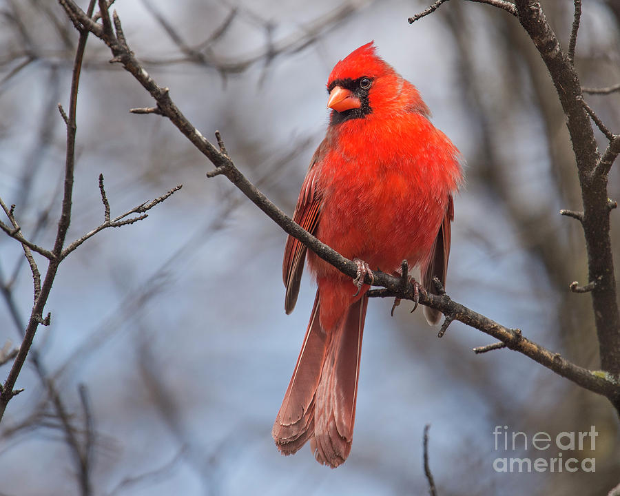 Cardinal Red.. Photograph by Nina Stavlund