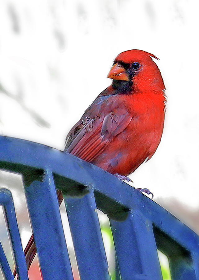 Cardinal Red Photograph by PJQandFriends Photography