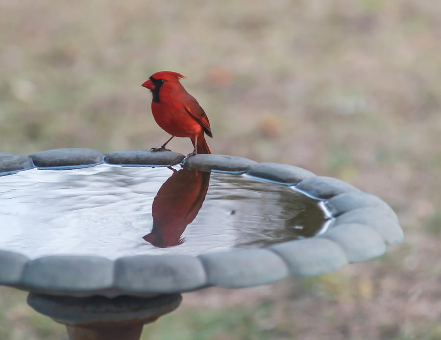 Cardinal Reflection Photograph by Terry DeLuco