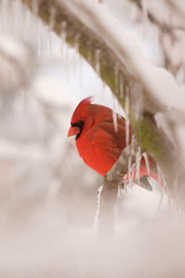 Cardinal Photograph by Reva Dow