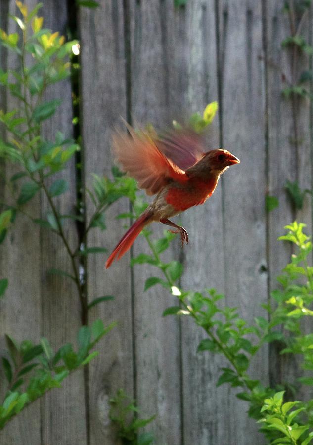 Cardinal Photograph by Richard Rizzo