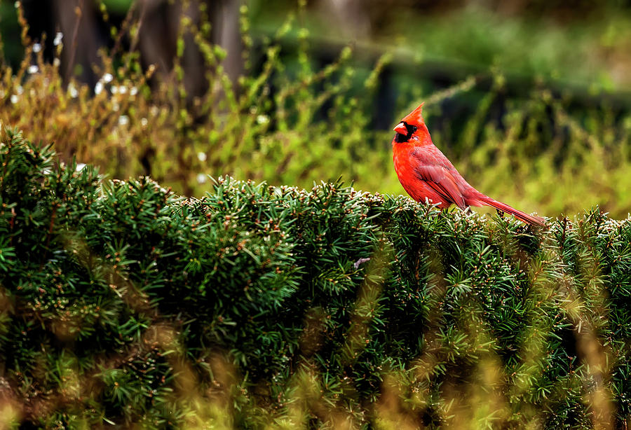 Cardinal Photograph by Robert Ullmann