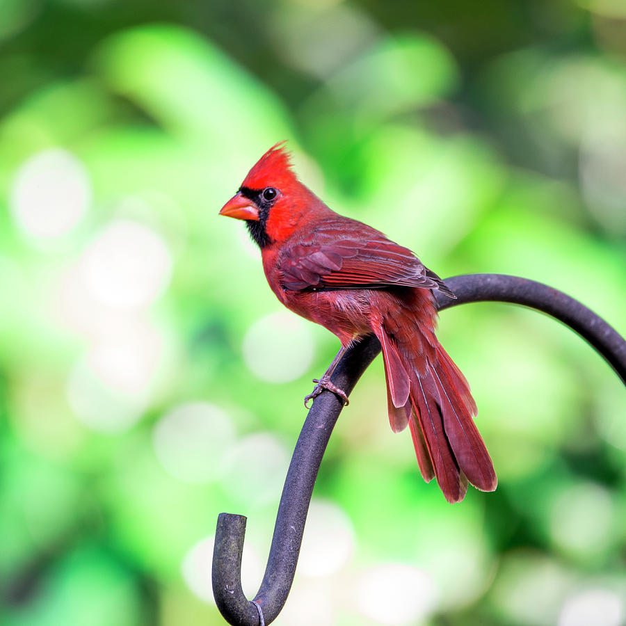 Cardinal Rule Photograph by Valerie Cason Cardinal Rule Photograph by Valerie Cason