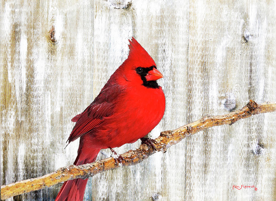 Bird Mixed Media - Cardinal Rustic Art by Ken Figurski