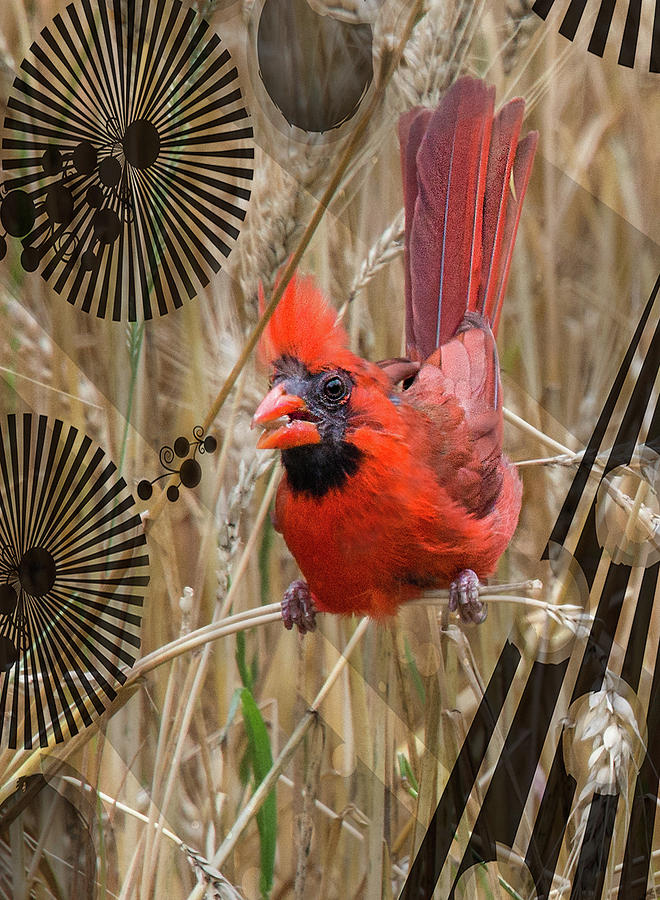 Cardinal Photograph by Sandra  Schiffner