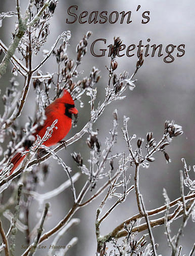 Red Cardinal Seasons Greetings Holiday Card Photograph by Sandra Huston