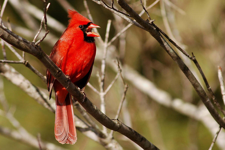 Cardinal Sings Photograph by Alan Lenk