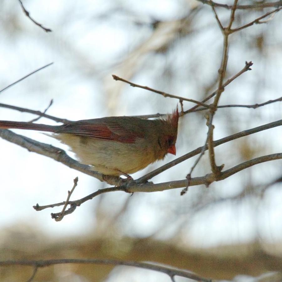 Nature Photograph - Cardinal Sitting In The Tree #cardnial by Angela Ahrens