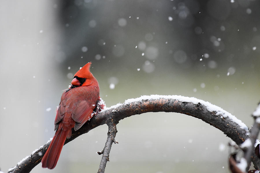 Cardinal Snowfall Photograph by Gary Wightman