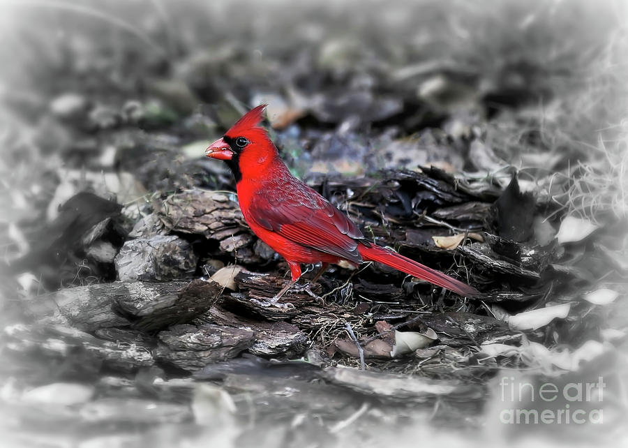 Cardinal Standout Photograph by Carol Groenen