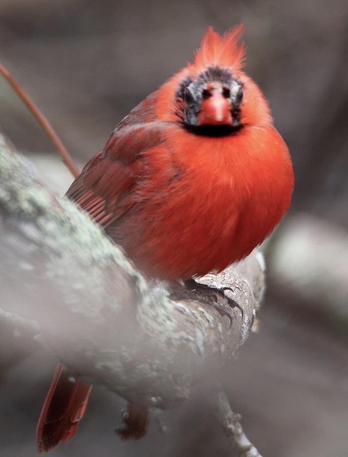 Cardinal stare Photograph by Bill Zajac - Pixels