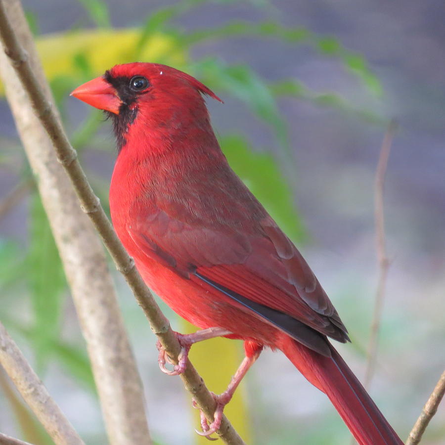 Cardinal Photograph by Dart Humeston