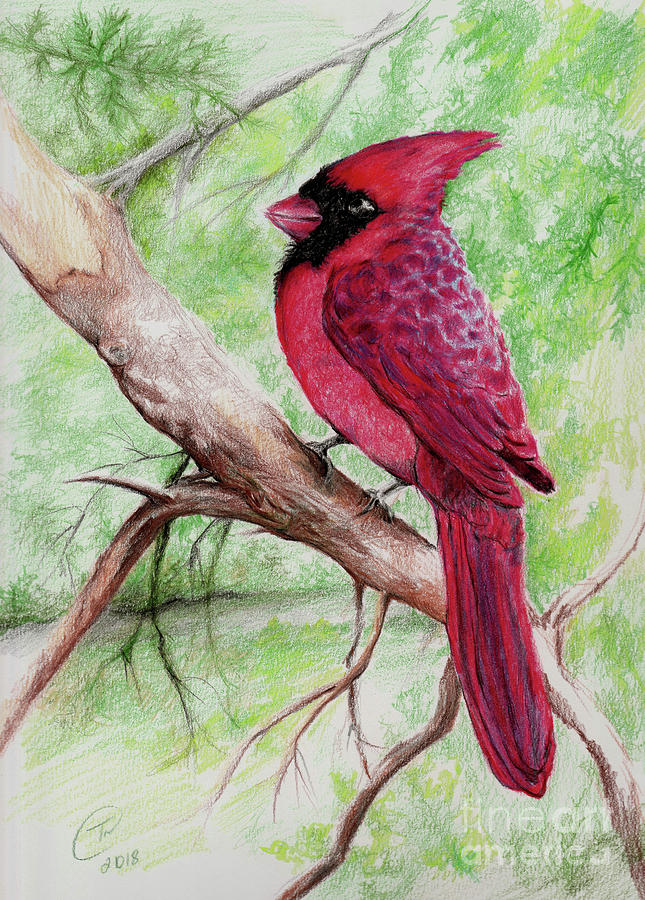 Cardinal Drawing - Cardinal  by Trena Guthridge