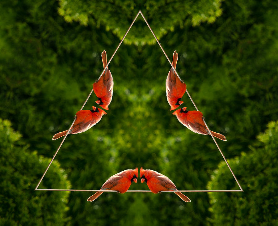 Cardinal Triangle Photograph by Crystal Wightman