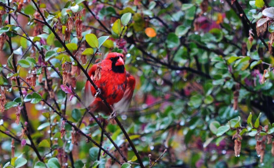Cardinal Troy Photograph by Eileen Brymer