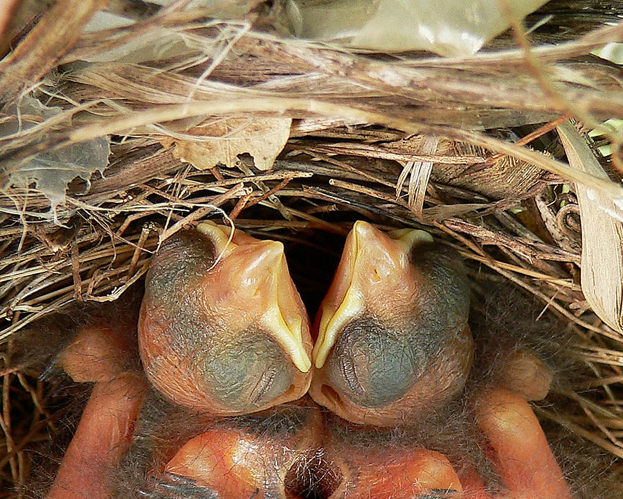 Cardinal Photograph - Cardinal Twins - Snugly Sleeping by Al Powell Photography USA