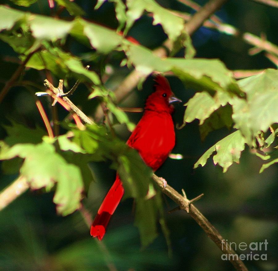Cardinal Photograph - Cardinal Undercover by Barbara S Nickerson