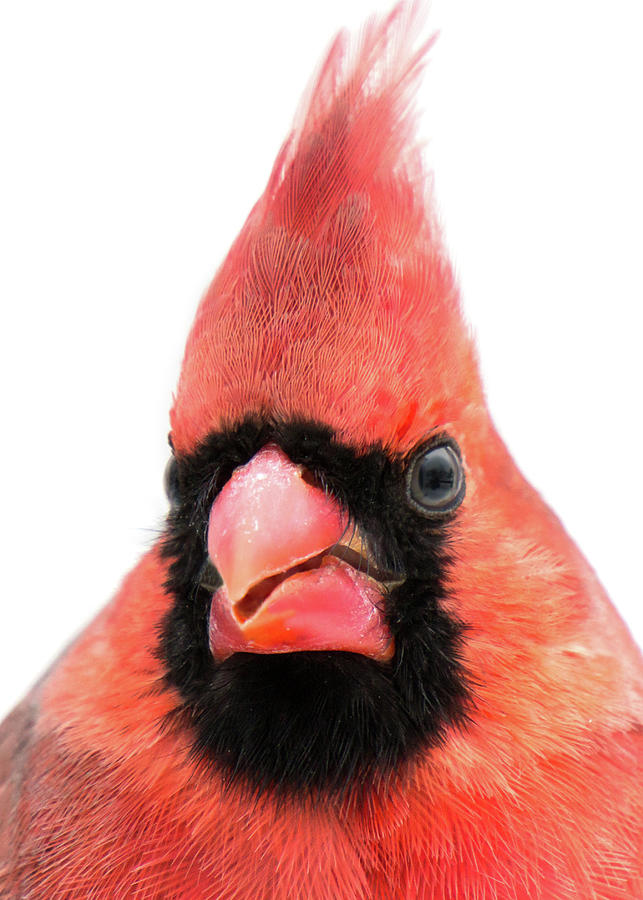 Cardinal up close Photograph by Jim Hughes