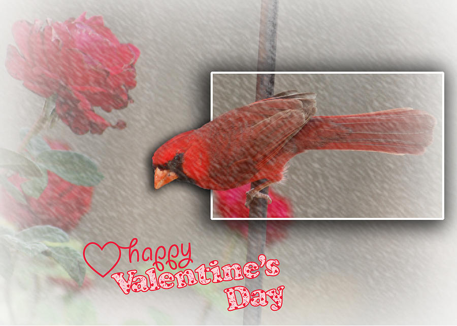 Cardinal Valentine Card Photograph by Leticia Latocki