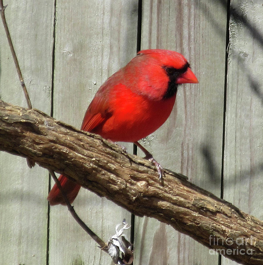 Cardinal Waiting for Spring Photograph by CAC Graphics