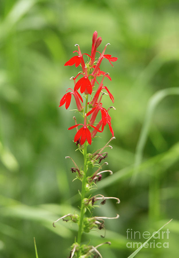 Cardinal Wildflower Photograph