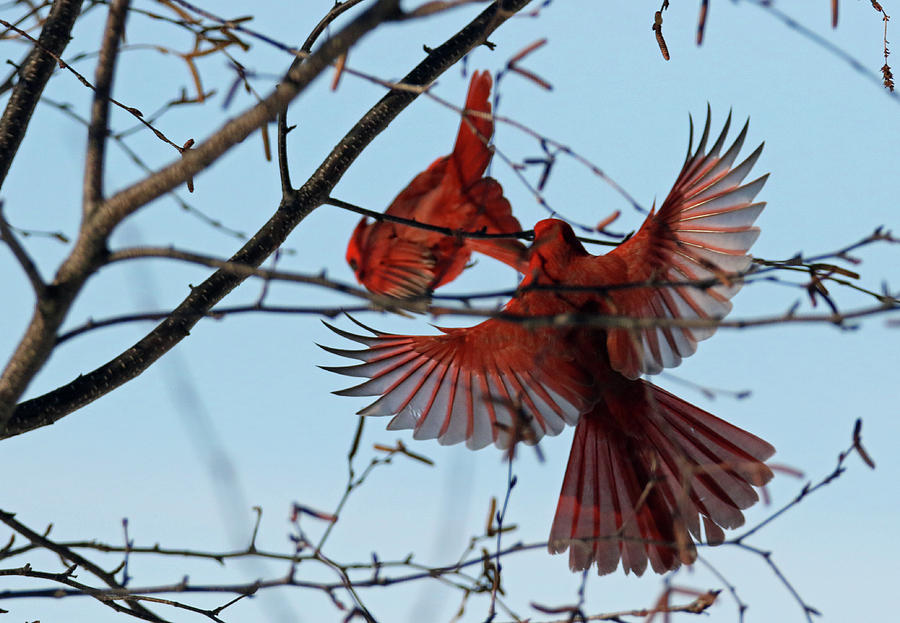 Cardinal Wing Span Photograph by Brook Burling