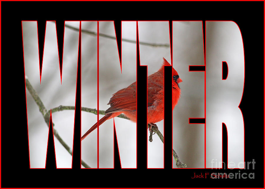 Cardinal Winter Name   0788 Photograph by Jack Schultz