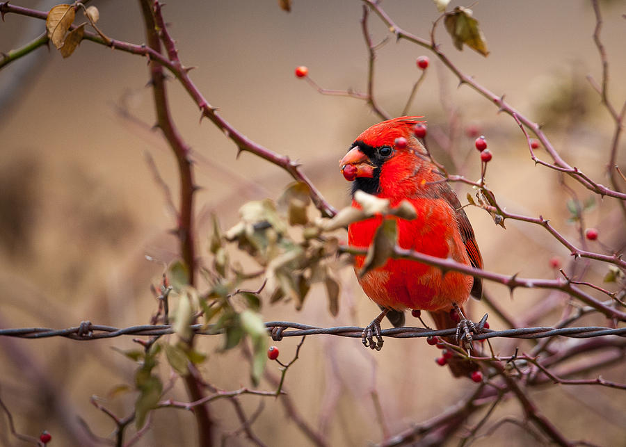 Cardinal with Briar Hip Photograph by Jeff Phillippi