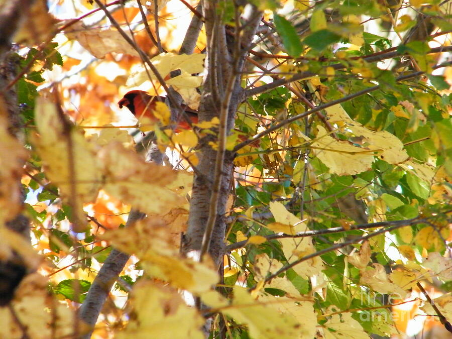 Cardinal Photograph - Cardinal Male With Food In An Autumn Birch Tree  Potato Creek State Park  Indiana by Rory Cubel