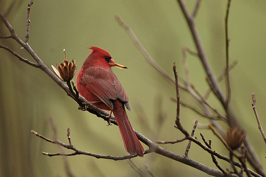 Cardinal with Seed Photograph by Alan Lenk