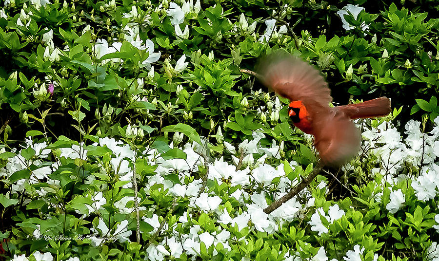 Cardinal with wings spread Photograph by Ed Stines
