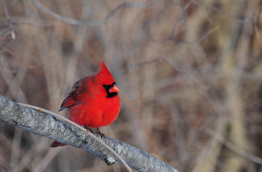 Cardinal Photograph - Cardinalis cardinalis by Mike Martin