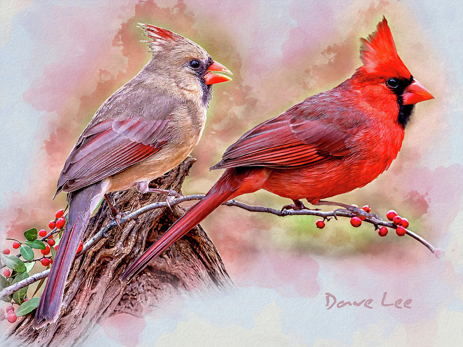 Cardinals - Beloved Songbirds Mixed Media by Dave Lee