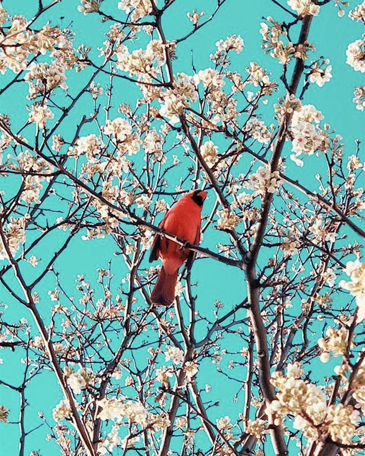 Spring Photograph - #cardinals #birdsofinstagram #missouri by ERIKA Brothers 