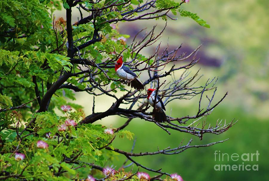 Cardinals in a Monkey Pod Tree Photograph by Craig Wood