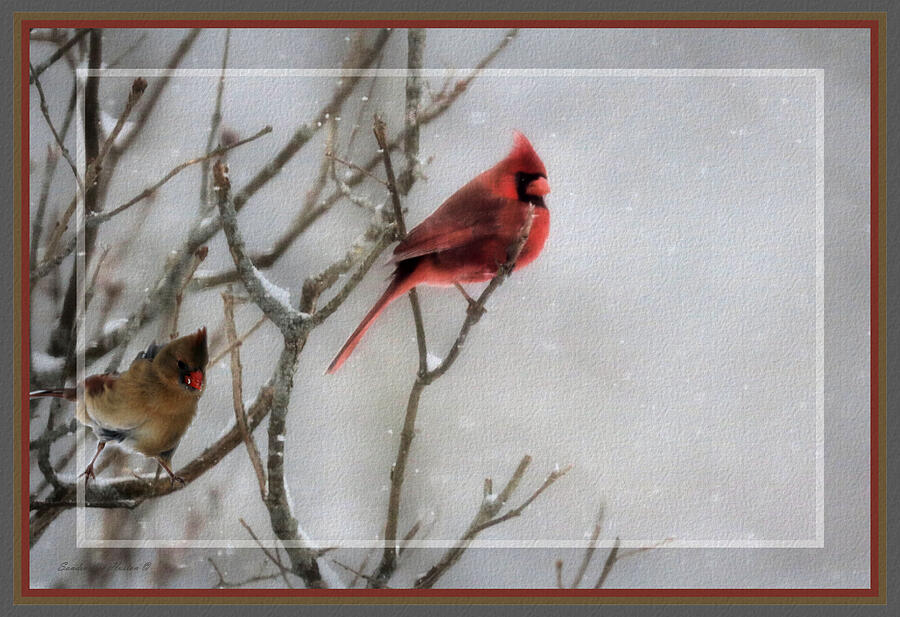 Cardinals In Snow, Framed Photograph by Sandra Huston