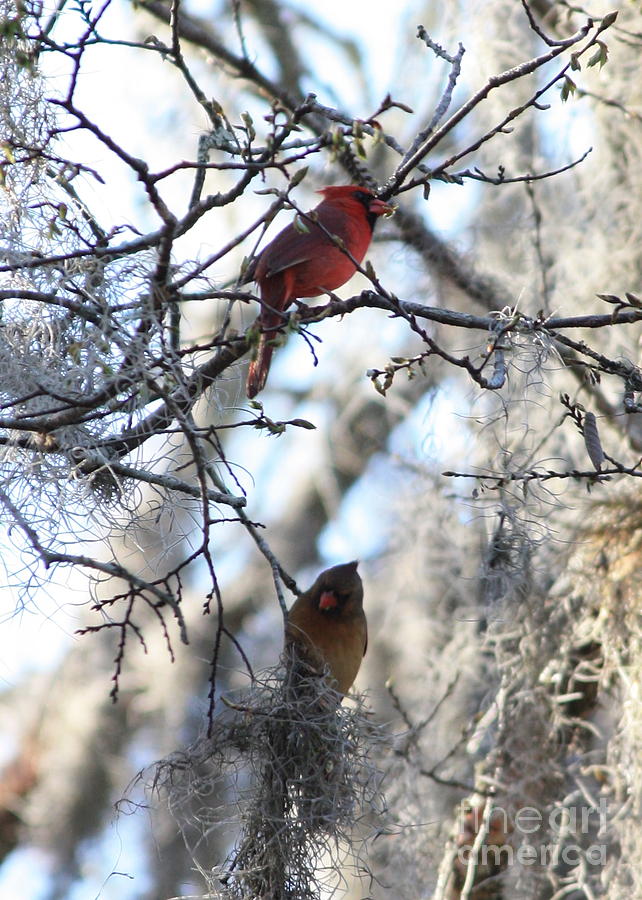 Cardinals in Mossy Tree Photograph by Carol Groenen