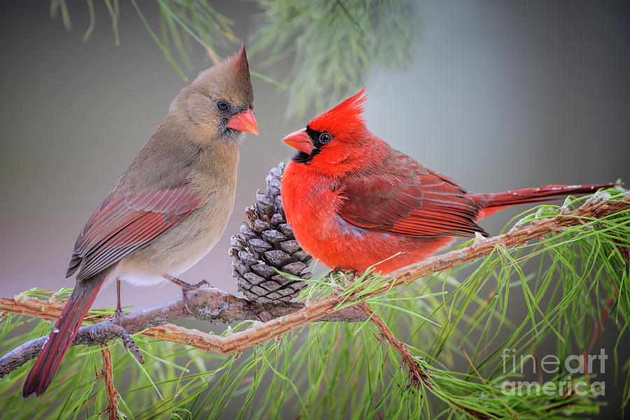 Cardinals in Pine Photograph by Bonnie Barry